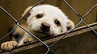 PUPPY MILL AWARENESS DAY  September 21