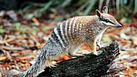 WORLD NUMBAT DAY | First Saturday in November