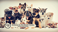 Wishbones for Pets Month