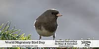 World Migratory Bird Day