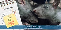 World Rat Day - April 4