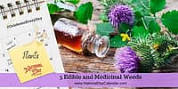 5 Edible and Medicinal Weeds