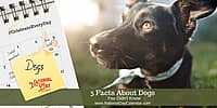 5 Facts About Dogs