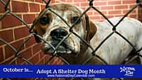Adopt A Shelter Dog Month - October