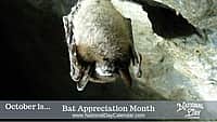 Bat Appreciation Month - October
