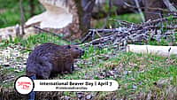 International Beaver Day - April 7