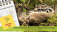 International Raccoon Appreciation Day - October 1
