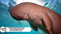 Manatee Appreciation Day | Last Wednesday in March