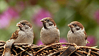 BIRD DAY  May 4