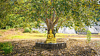 Bodhi Day