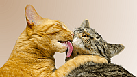 Global Cat Day