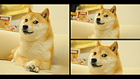 International Doge Day