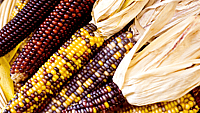 Maize Day