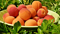 Apricot Day