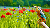 NATIONAL AUDUBON DAY  April 26