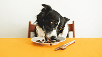 National Cook For Your Pets Day