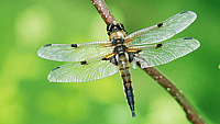 NATIONAL DRAGONFLY DAY  Second Saturday in June