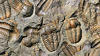 National Fossil Day