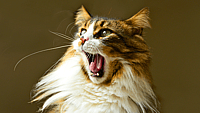 NATIONAL HAIRBALL AWARENESS DAY  Last Friday in April