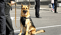 NATIONAL K9 VETERANS DAY  March 13