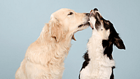 NATIONAL KISS AND MAKE UP DAY  August 25