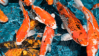 NATIONAL KOI DAY  July 7