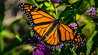 NATIONAL LEARN ABOUT BUTTERFLIES DAY  March 14