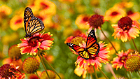NATIONAL LIVING DONOR DAY  April 11