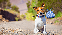 NATIONAL LOST DOG AWARENESS DAY  April 23