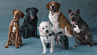 National Make A Dog's Day