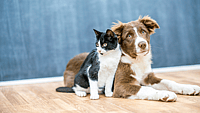 NATIONAL MAKE A FRIEND DAY - February 11 