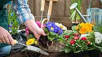 NATIONAL PLANT A FLOWER DAY  March 12