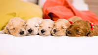 NATIONAL PUPPY DAY  March 23