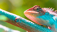 National Reptile Awareness Day