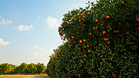 National Sunkist® Citrus Day | March 1