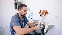 National Veterinary Technician Week