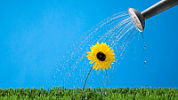 NATIONAL WATER A FLOWER DAY  May 30