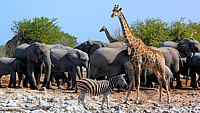 NATIONAL WILDLIFE DAY  September 4