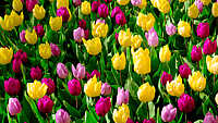 SPRING BEGINS  Changes Annually