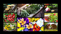 WILD FOODS DAY | October 28