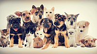 Wishbones for Pets Month