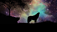 Wolfenoot