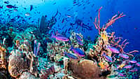 WORLD OCEANS DAY | June 8