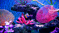 WORLD REEF AWARENESS DAY | June 1