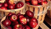 NATIONAL APPLE DAY