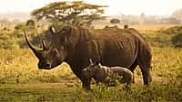 WORLD RHINO DAY