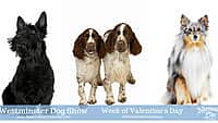 Westminster Dog Show - Week of Valentine's Day