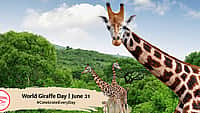World Giraffe Day | June 21