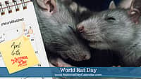World Rat Day - April 4
