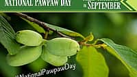 National Pawpaw Day - Third Thursday in September